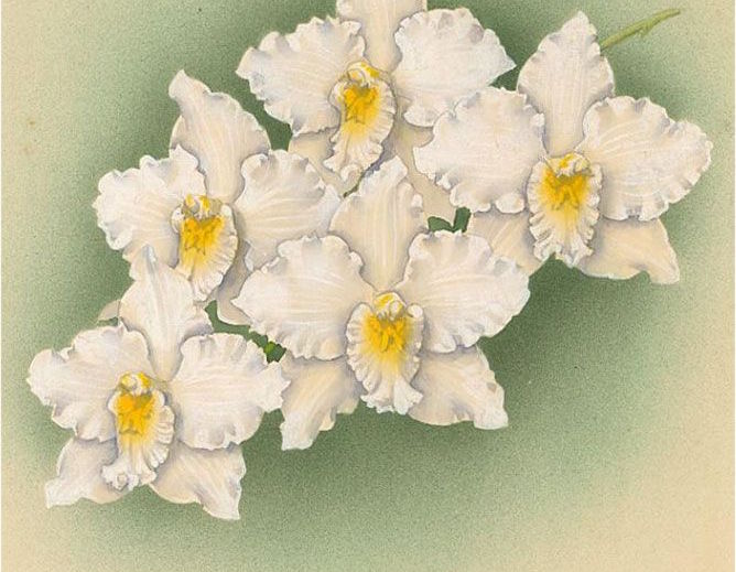 Frederick William Bolas