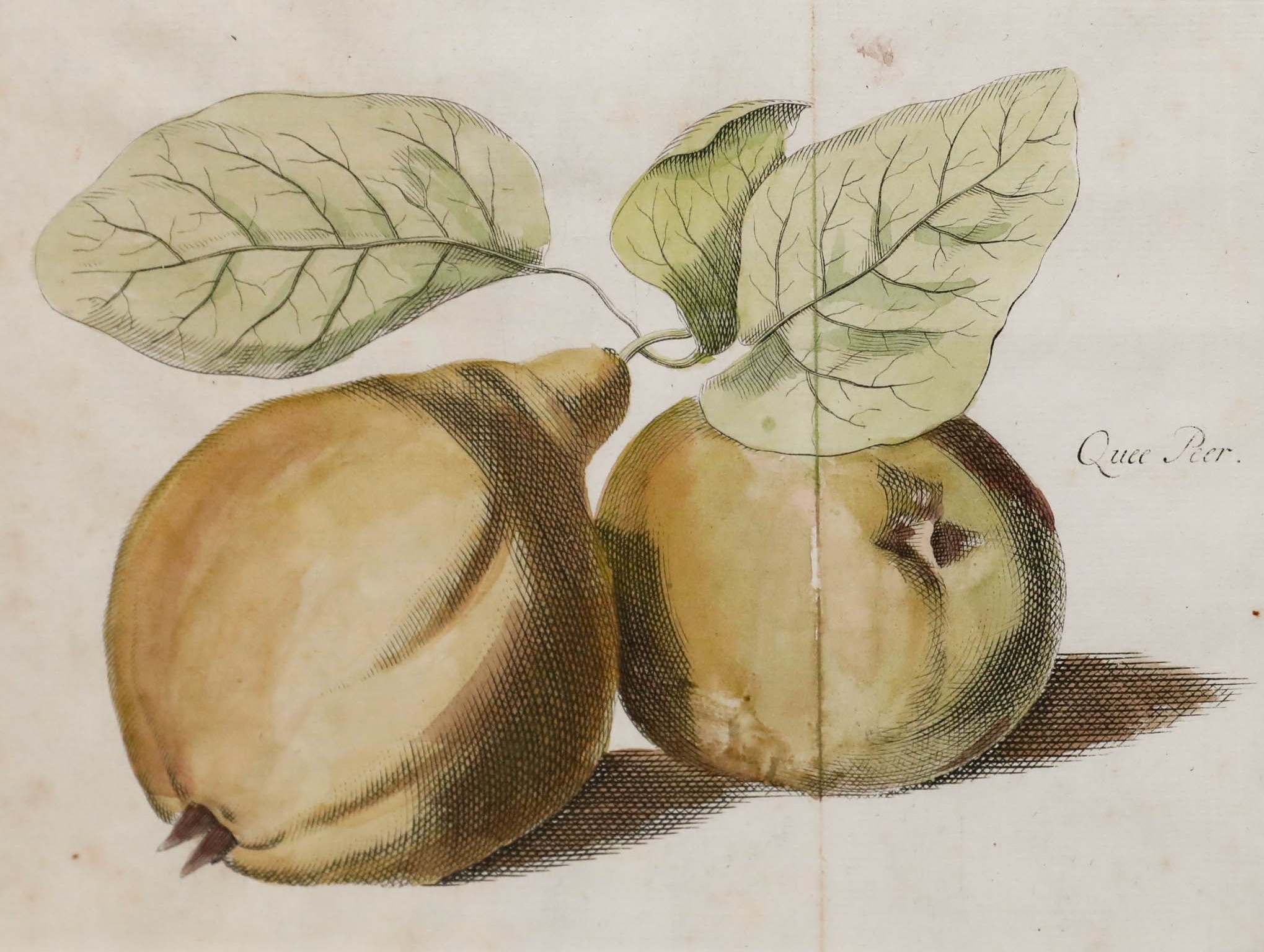 Johann Hermann Knoop