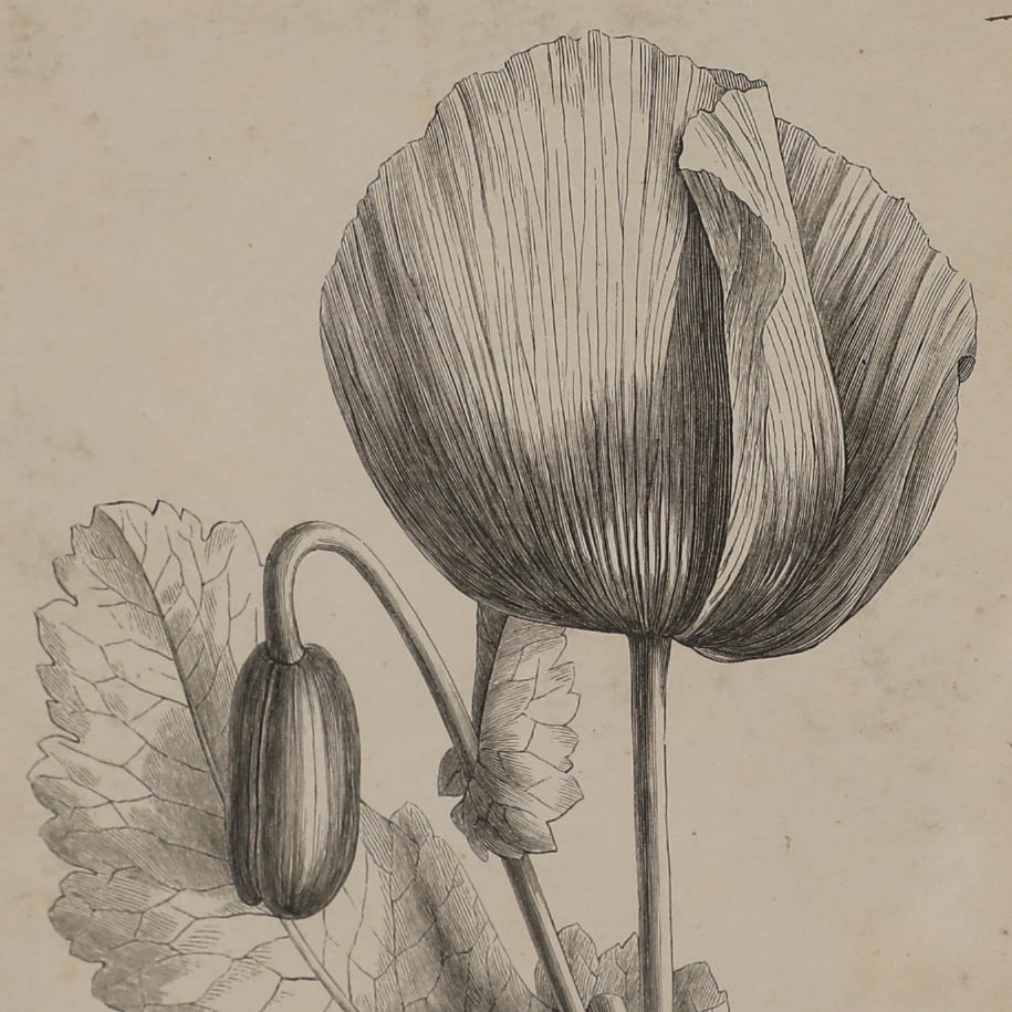 Native Flora of Europe