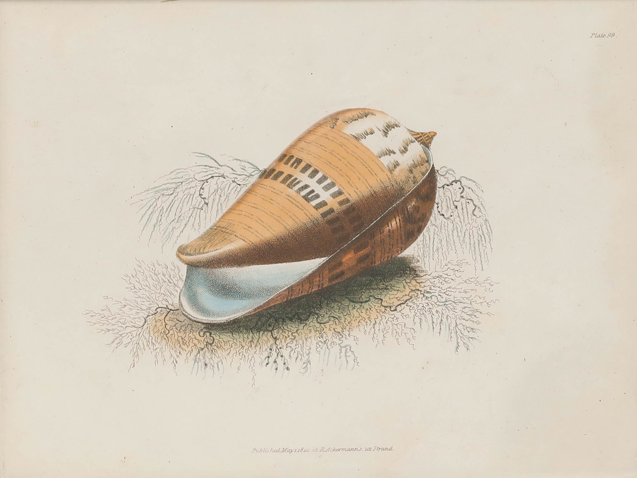 R. Ackermann's Natural History