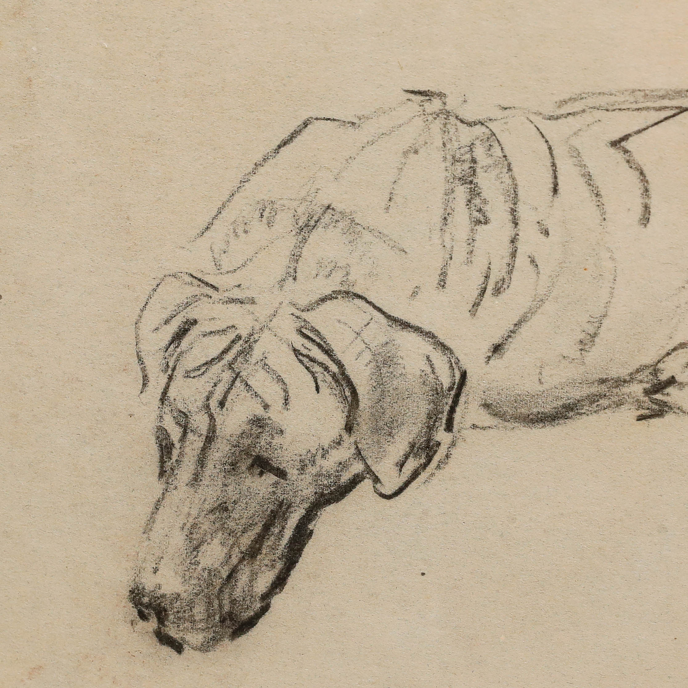Household Pet Studies Household Pet Studies