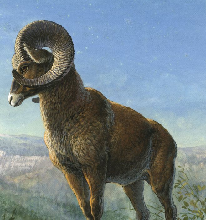 Mid 20th Century Gouache - A Magnificent Painting of a Mountain Goat