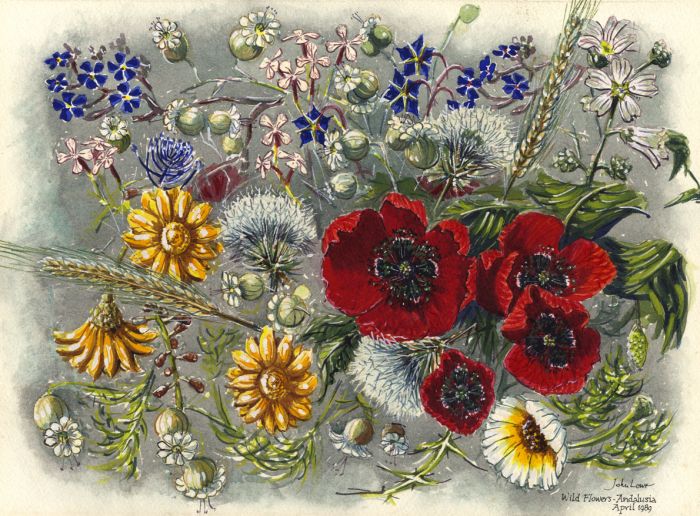 John Lowe - 1989 Watercolour, Wild Flowers Andalucia