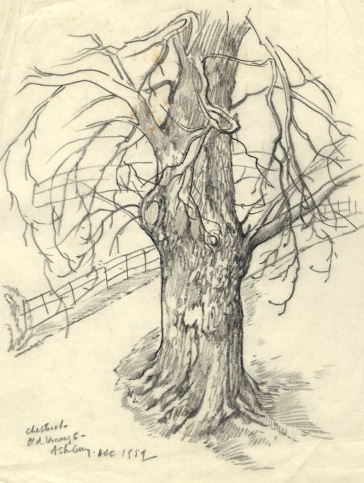 Adrian Hill - 1959 Charcoal Drawing, Chestnut, Old Vicarage, Ashbury Oxfordshire