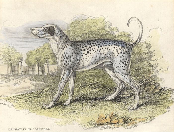 William Lizars after Stewart - 19th Century Engraving, Dalmatian or Coach Dog
