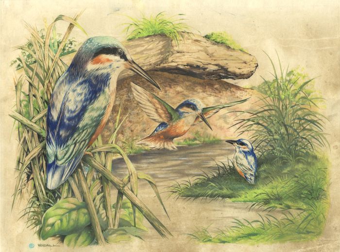Woodall - Mid 20th Century Gouache, Kingfishers