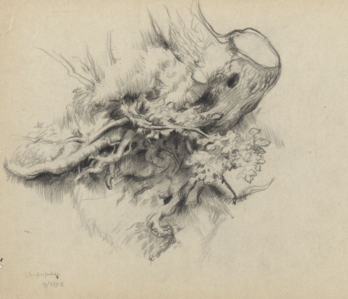 Stavard Cash - 1913 Charcoal Drawing, Tree Roots, Llanfairfechan, Wales