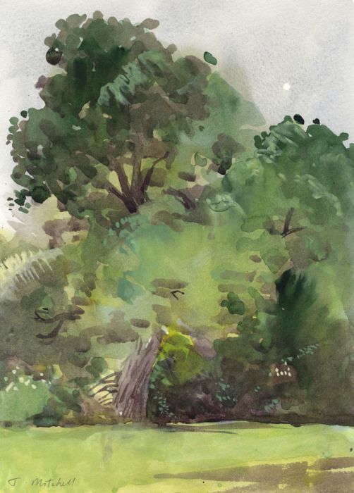 Julian Gordon Mitchell - 2010 Watercolour, Study of A Tree, South Hill Park
