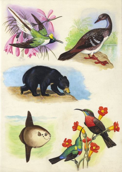 Mid 20th Century Gouache - Animal Illustrations