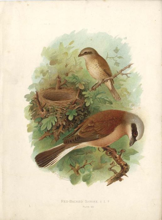 Set of Three 1908 Lithographs - "Birds of Great Britain and Ireland"