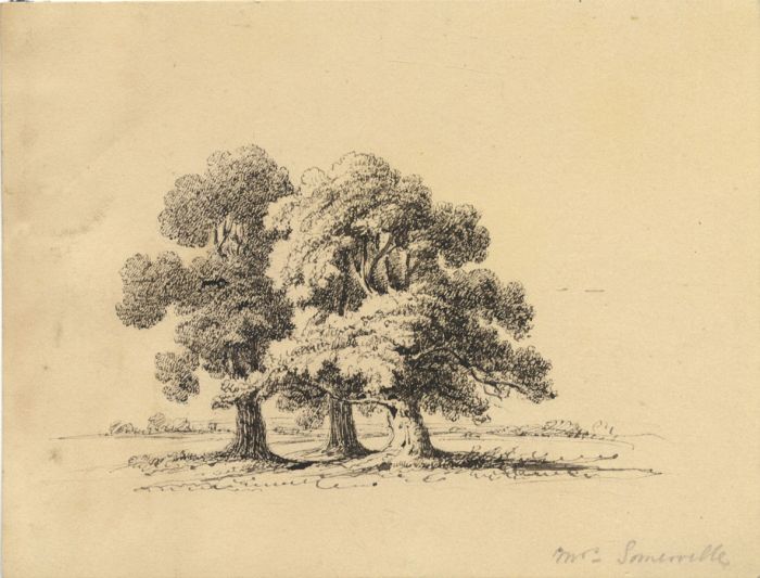 Mrs Somerville - Late 19th Century Pen and Ink Drawing, Three Oak Trees