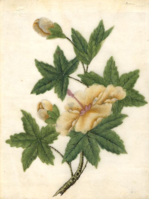 Early 20th Century Chinese Watercolour on Pith Paper - Botanical Study