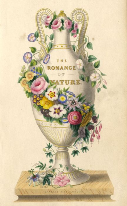 19th Century Hand Coloured Aquatint - The Romance of Nature
