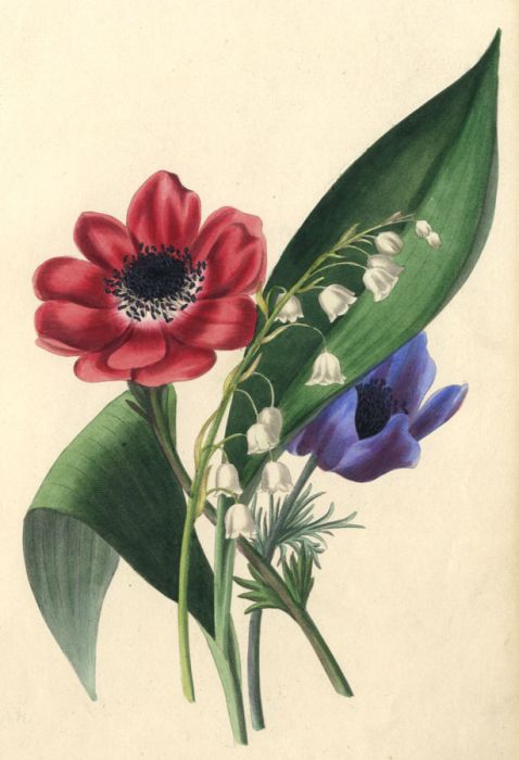 19th Century Hand Coloured Aquatint - Flower Study with Snow Drops
