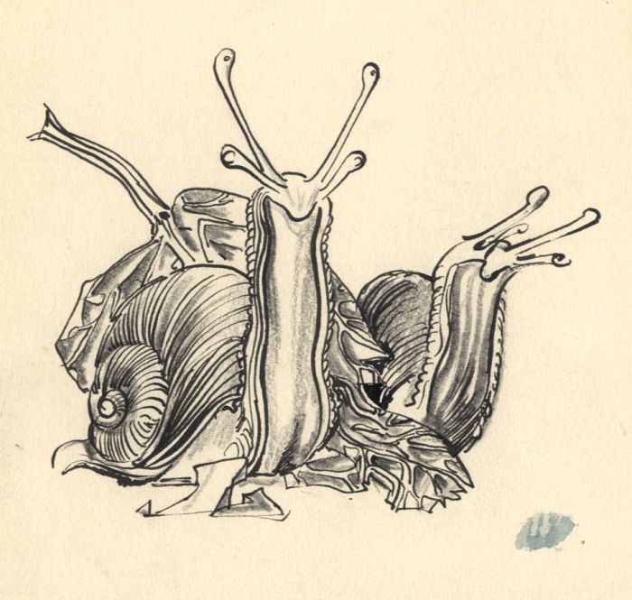 Hans Baumhauer - 1958 Pen and Ink Drawing, Snails