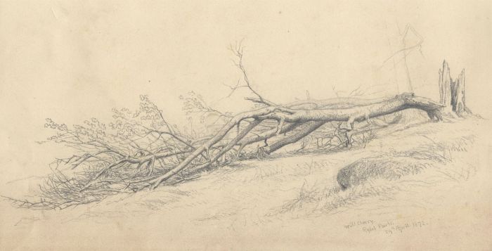 1872 Graphite Drawing - Wild Cherry, Rydal Park