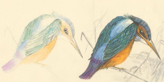 Audrey Pardoe - Pair of 20th Century Coloured Pencil Drawings of Kingfishers
