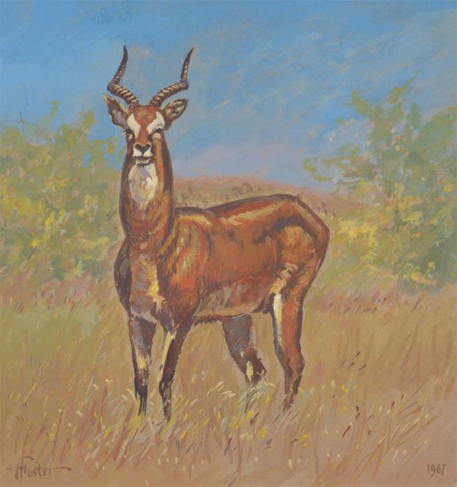 Henry E. Foster (1921-2010) - 1967 Gouache, Thomson's Gazelle