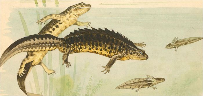 Early 20th Century Watercolour - A Selection Of Salamanders