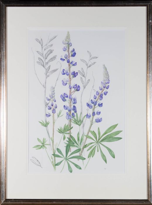 Mollie Foster (1934-2021) - Contemporary Watercolour, Lupins