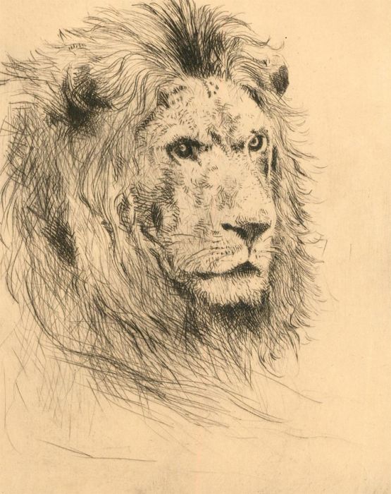 Herbert Cutner (1881-1969) - Mid 20th Century Etching, Study of a Lion