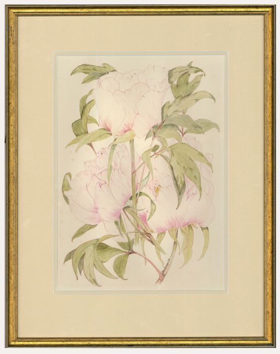 Ann Sedgwick - Framed 20th Century Watercolour, Pink Peony