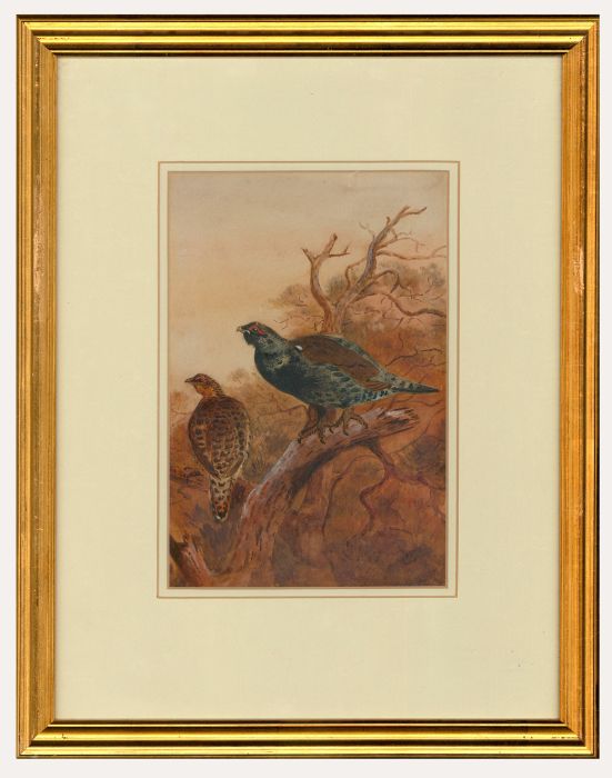 Early 20th Century Watercolour - Grouse in a Tree
