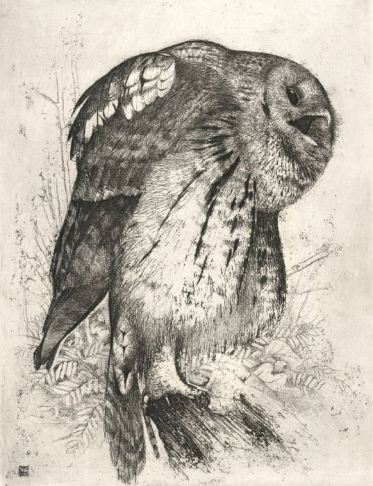 Timothy J Greenwood (1947-2010) - Contemporary Etching, Study of an Owl