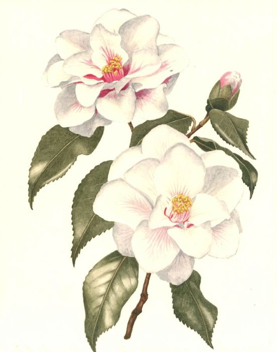 Leslie C.  - Mid 20th Century Watercolour, White Camellia
