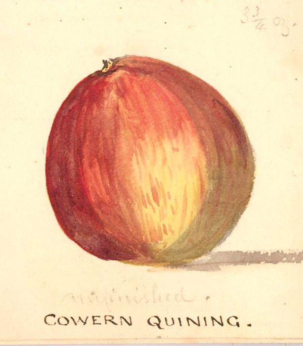 Mid 19th Century Watercolour - Cowern Quining