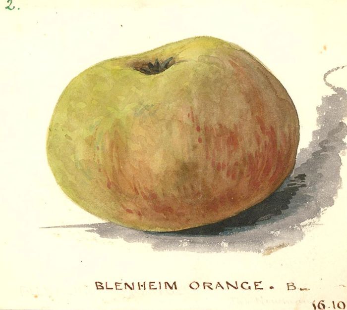 Mid 19th Century Watercolour - Blenheim Orange Apple