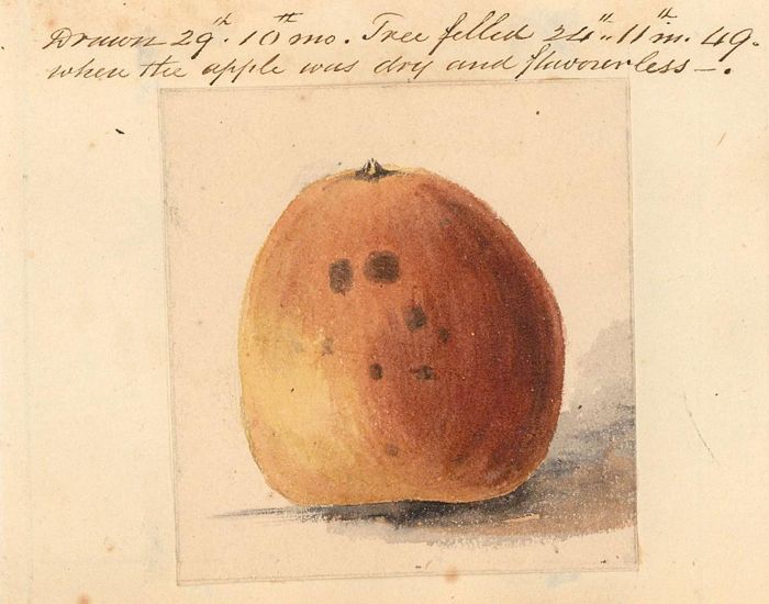 1849 Watercolour - Fallen Apple