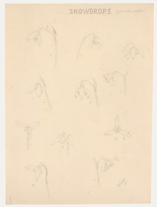 William Henry Ladd - Early 20th Century Graphite Drawing, Snowdrops
