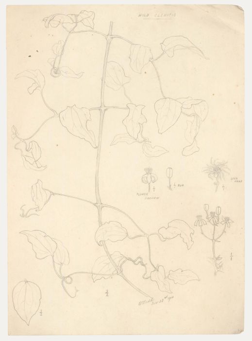 William Henry Ladd - Early 20th Century Graphite Drawing, Wild Clematis