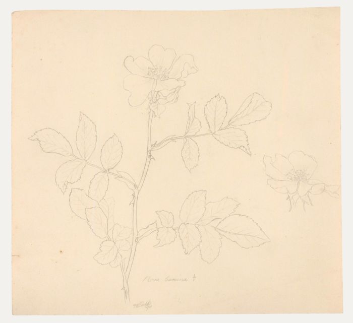 William Henry Ladd - Early 20th Century Graphite Drawing, Rosa Canina