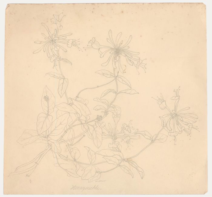William Henry Ladd - Early 20th Century Graphite Drawing, Honeysuckle