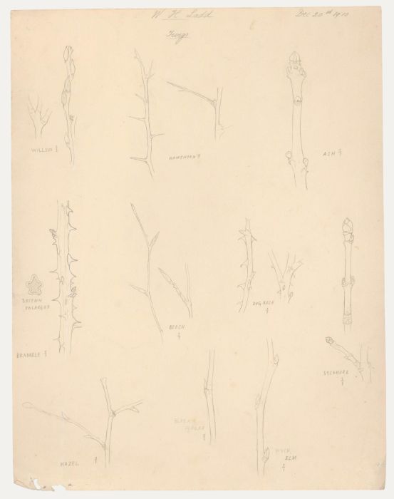William Henry Ladd - Early 20th Century Graphite Drawing, Twigs