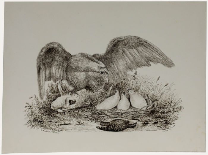 Charles Newport Bolton - 1838 Etching, Eagle Feeding her Young