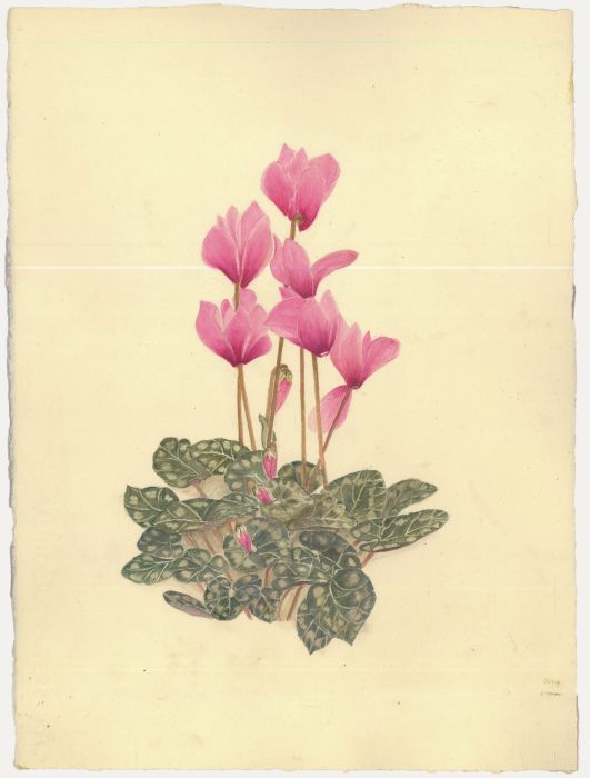 Kathleen Moyra Bellis - 20th Century Watercolour, Cyclamen persicum
