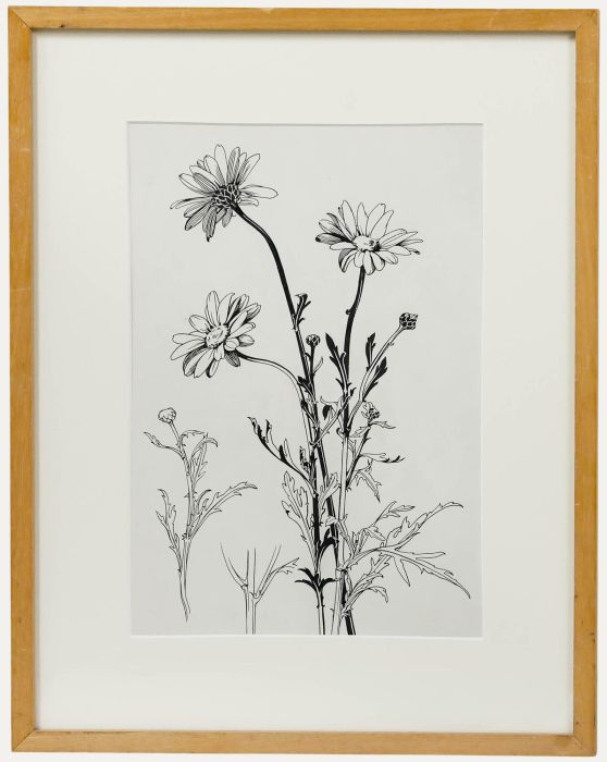 Attrib. Sylvan G. Boxsius (1878-1941) - Pen and Ink Drawing, Oxeye Daisies
