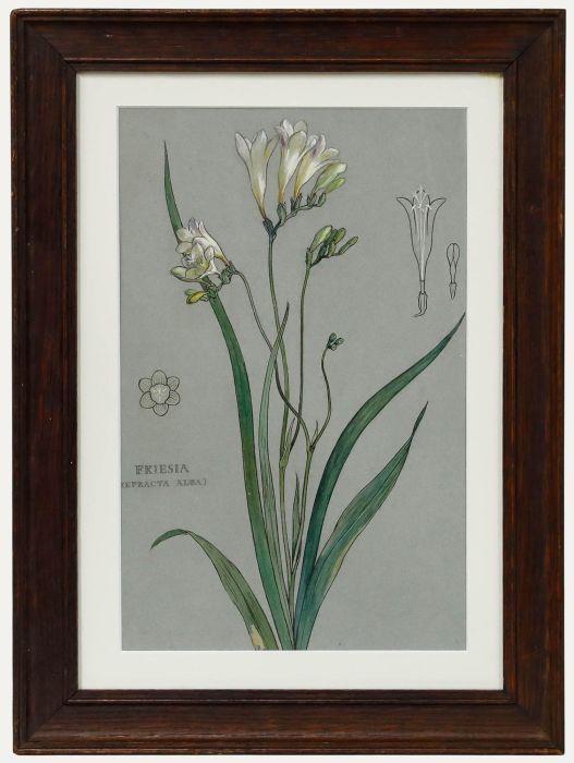 Attrib. Sylvan G. Boxsius - Pen and Ink Drawing, Friesia Refracta Alba