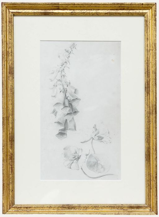 Attrib. John Cluysenaar (1899-1986) - Graphite Drawing, Botanical Study 