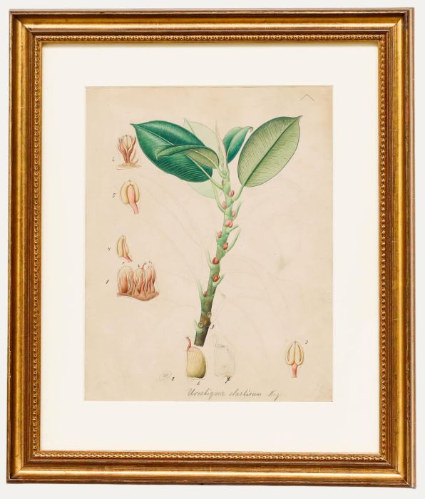 19th Century Watercolour - Study of Urostigma Elastirum