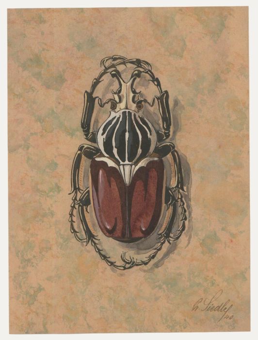 Fr. Siedler - Mid 20th Century Watercolour, Goliath Beetle