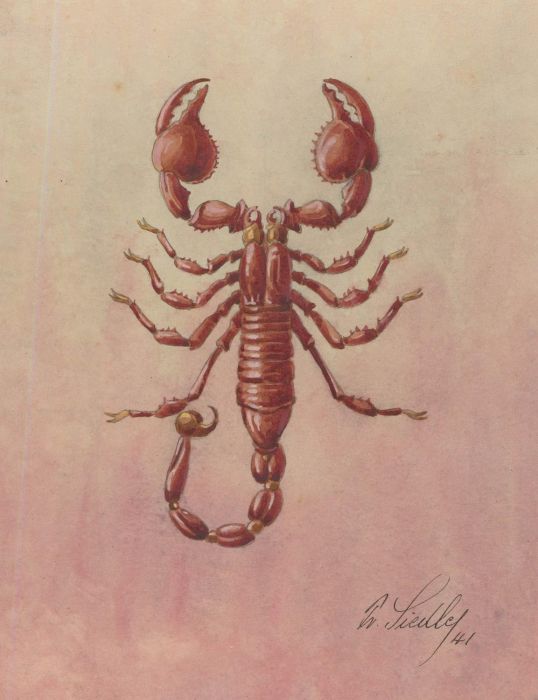 Fr. Siedler - Mid 20th Century Watercolour, Scorpion
