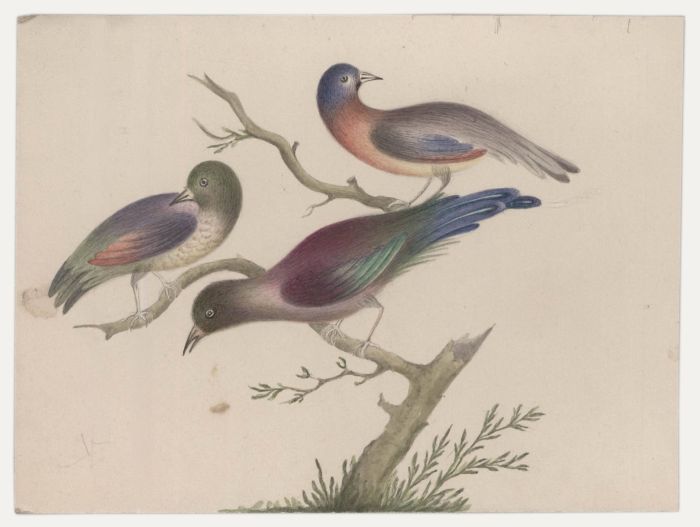 Sophia Katherine Charleton (1789-1844) - Watercolour, Birds of Paradise