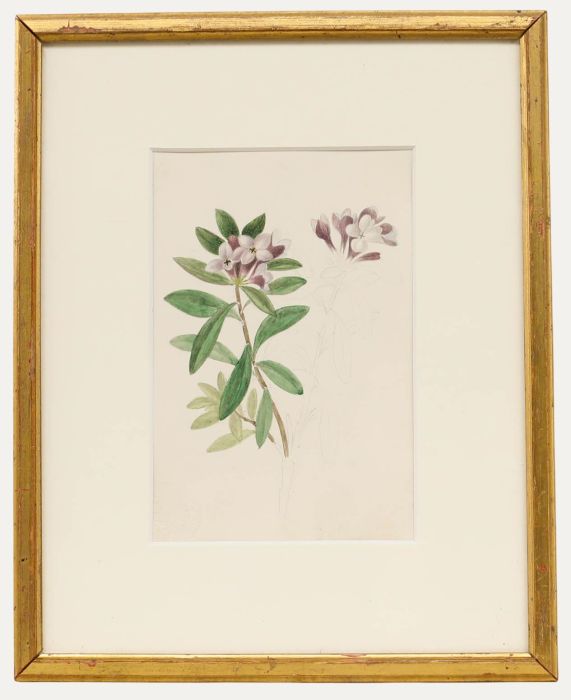 Sophia Katherine Charleton (1789-1844) - Watercolour, Daphne Sericea