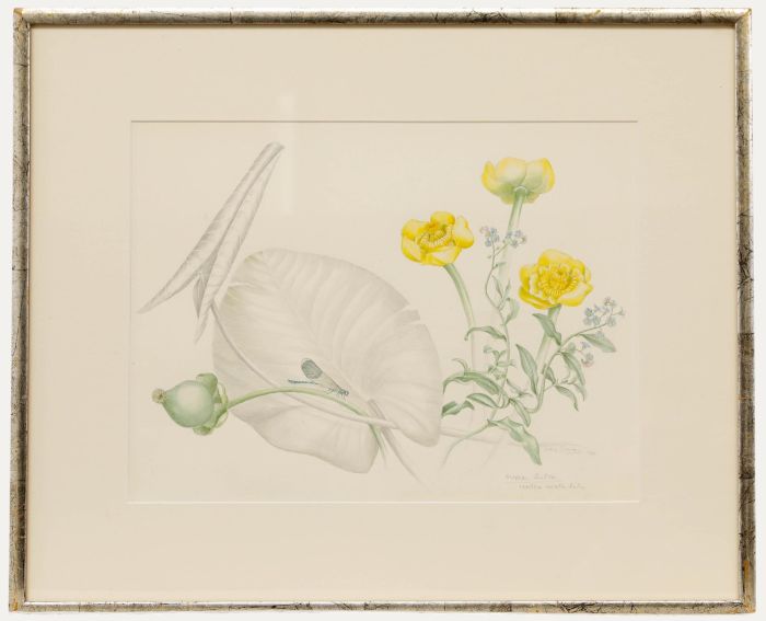 Mary Grierson - 1980 Watercolour, Yellow Water Lily