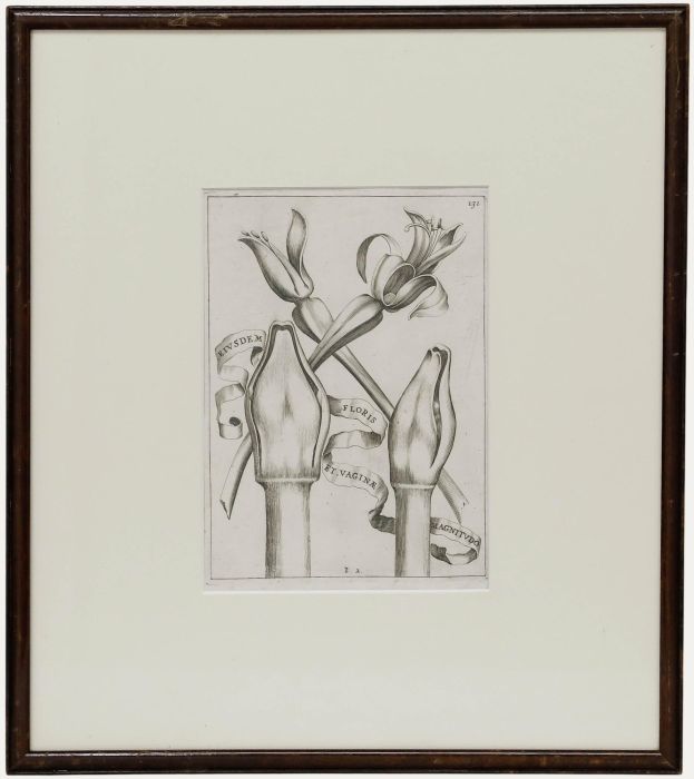 Framed 17th Century Engraving - Amaryllis