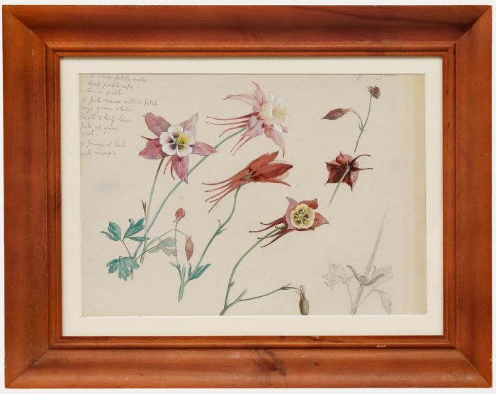 Attrib. Vernon de Beauvoir Ward ARBA - Mid 20th Century Watercolour, Aquilegia